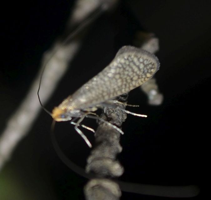 Nematopogon