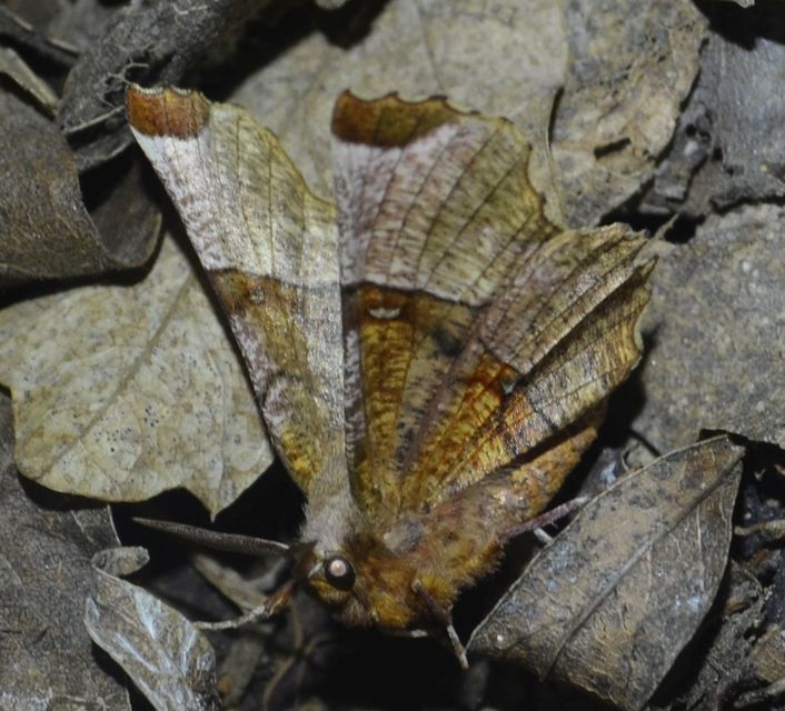 Selenia lunularia - egyfoltos holdasaraszoló