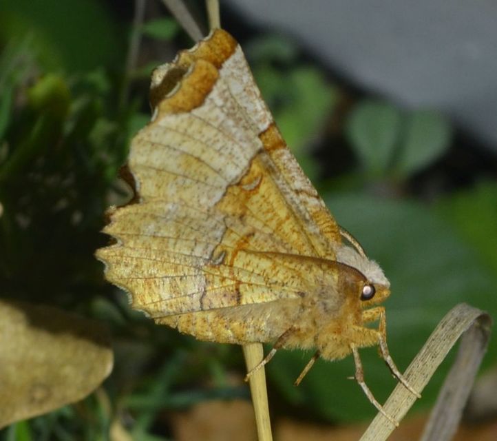 Selenia lunularia - egyfoltos holdasaraszoló