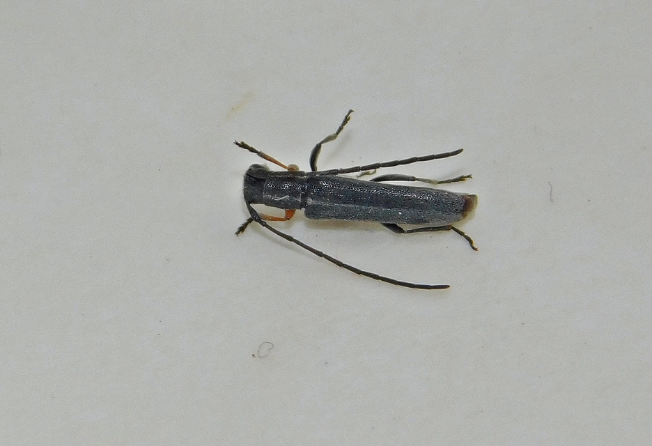 Phytoecia cylindrica - medvelapucincér