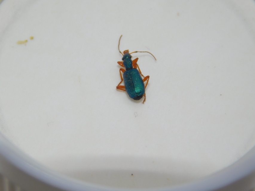 Drypta dentata - atlaszfutó