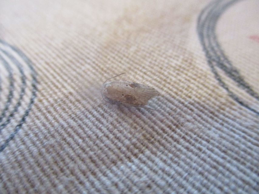 Agonopterix alstromeriana - bürök-laposmoly