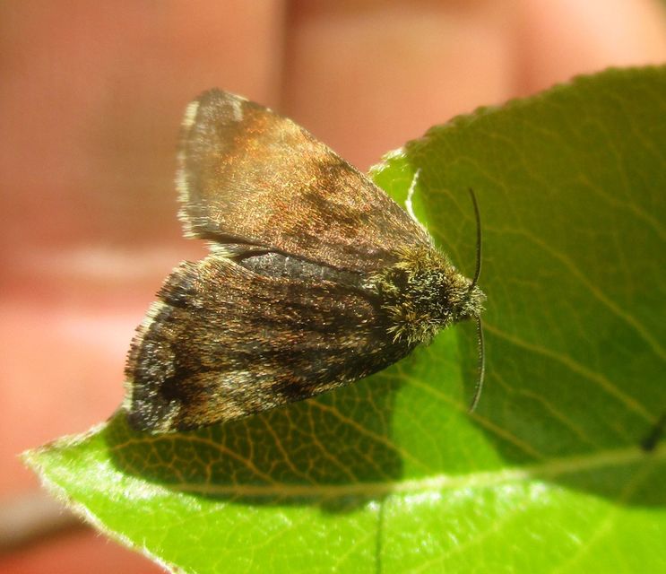Panemeria tenebrata - apró sárgabagoly