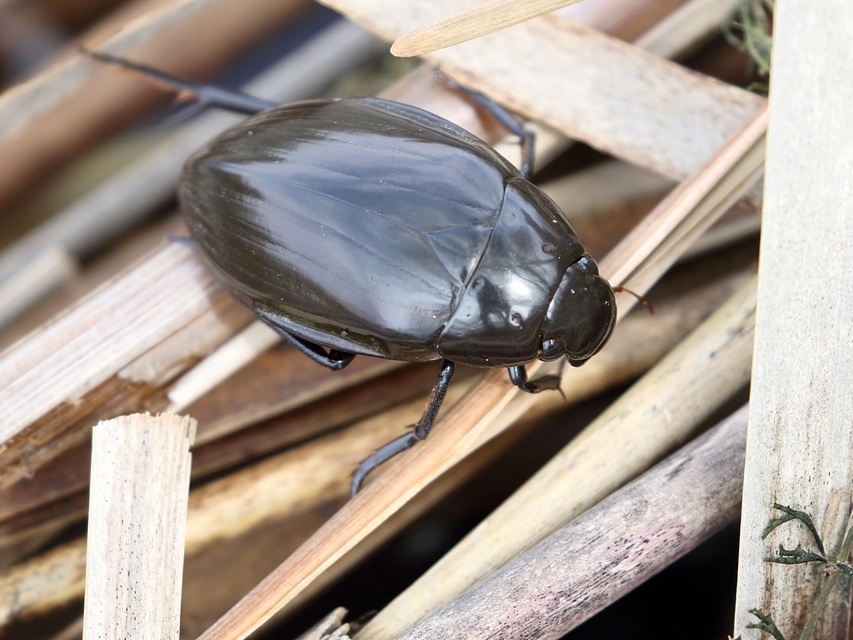 Hydrophilus