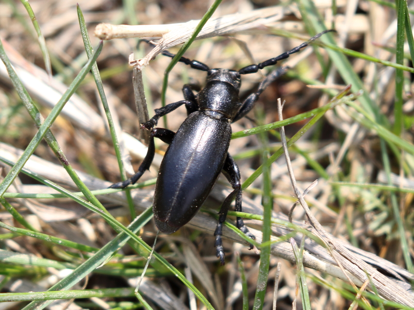 Dorcadion aethiops - fekete gyalogcincér