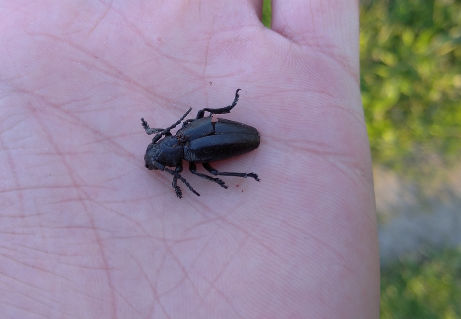 Dorcadion aethiops - fekete gyalogcincér