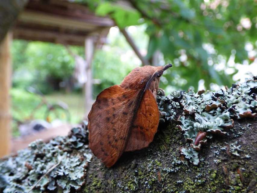 Gastropacha populifolia - sárga pohók
