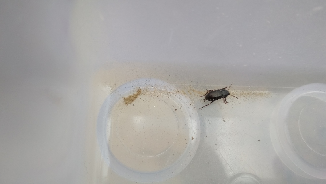 Harpalus subcylindricus - keskeny lomhafutó