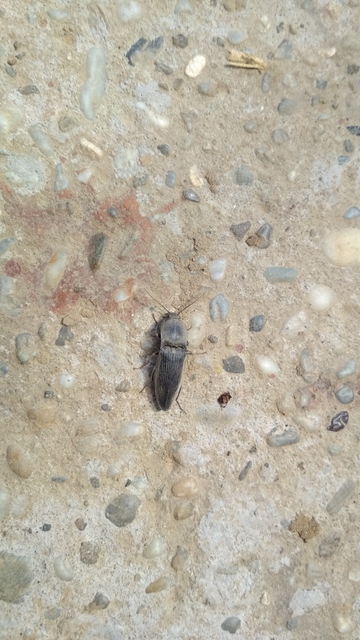 Neopristilophus insitivus - lapos pattanó