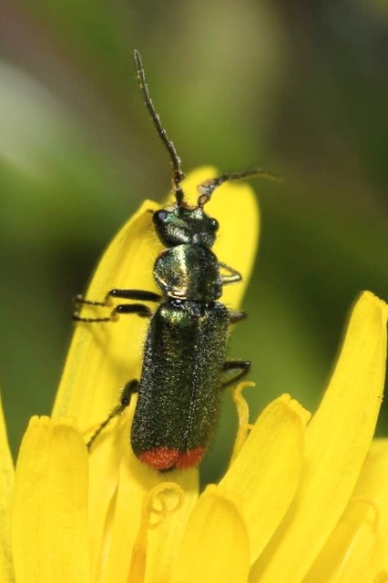 Malachius bipustulatus - kétfoltos bibircsesbogár