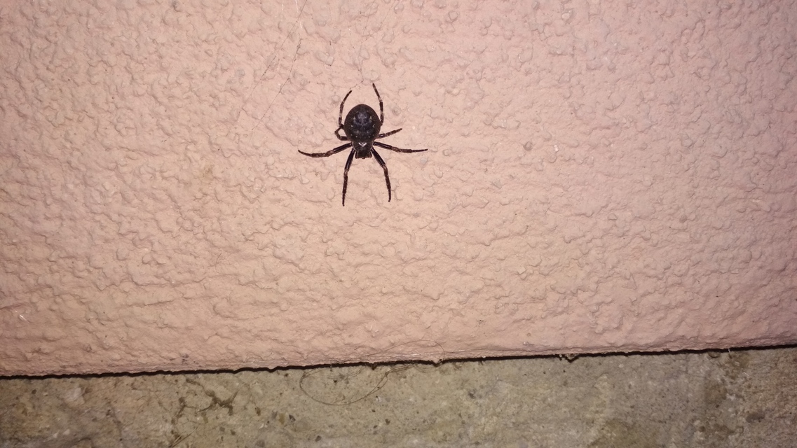 Nuctenea umbratica - közönséges rés-keresztespók