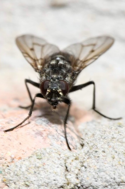Phaonia