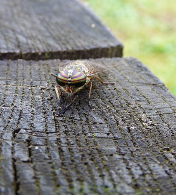 Tabanus