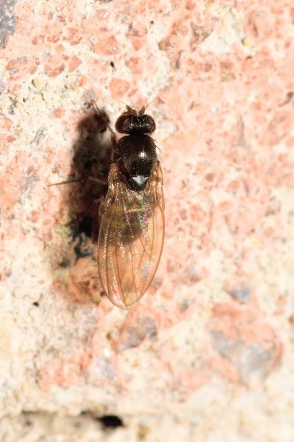 Drosophila