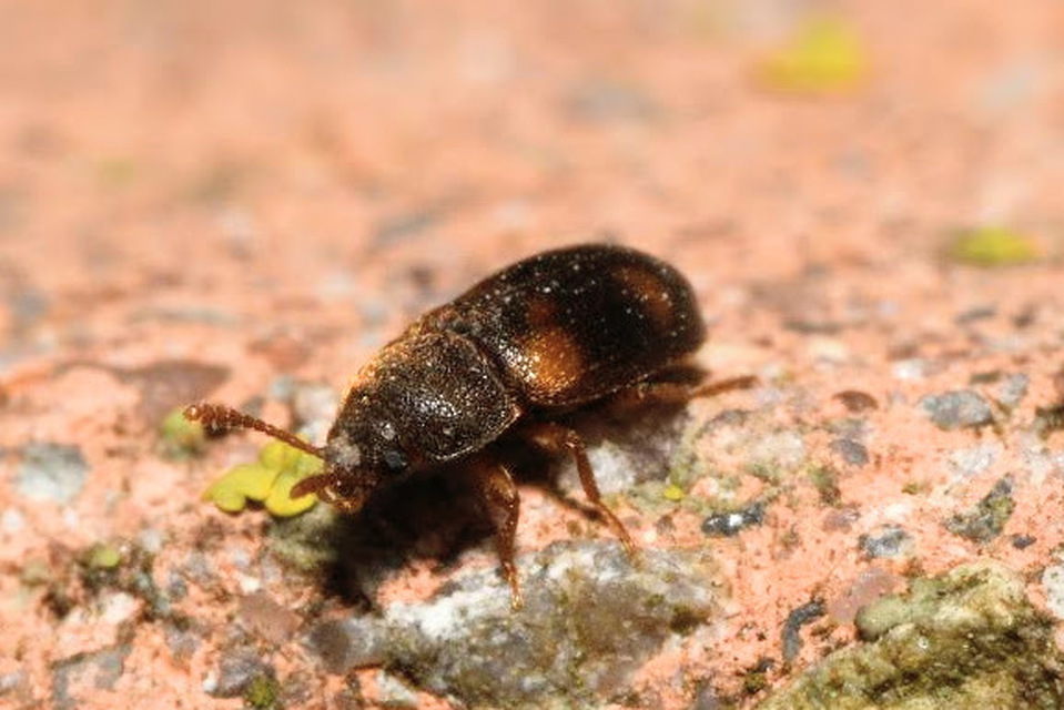 Mycetophagus quadriguttatus - domború gombabogár