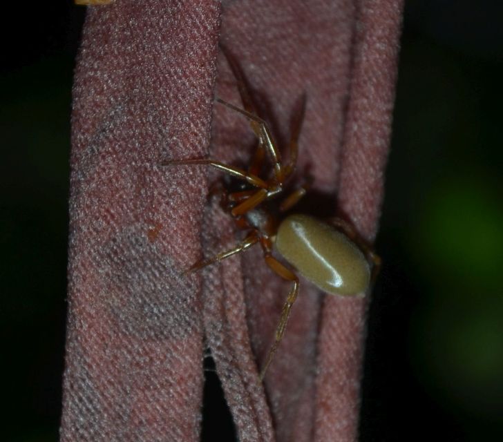 Dysderidae - fojtópókok