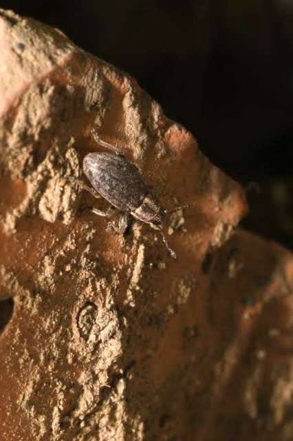 Sitona humeralis - lucerna-csipkézőbogár