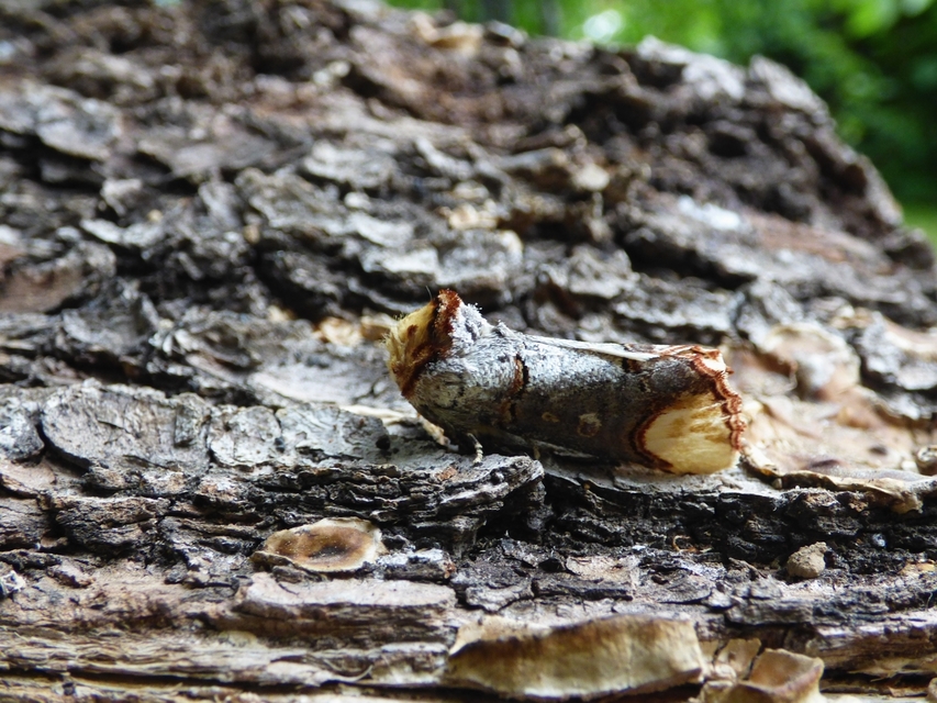 Phalera bucephala - sárgafoltos púposszövő