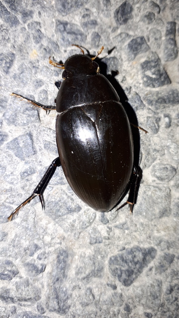 Hydrophilus aterrimus - fekete óriáscsibor