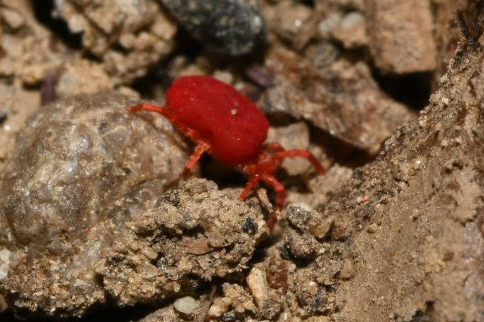 Trombidium