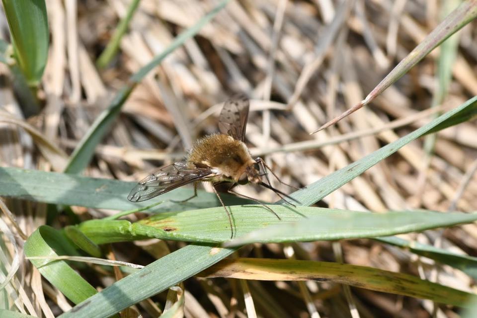 Bombylius discolor - feketefarú pöszörlégy