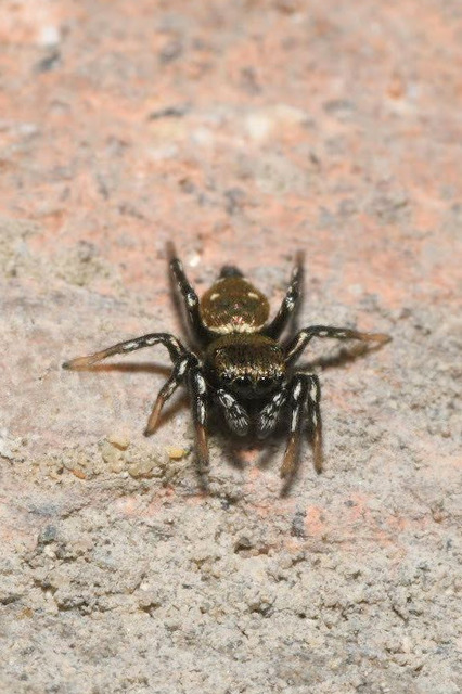 Heliophanus