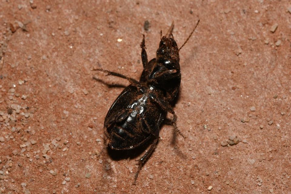 Harpalus caspius - keleti lomhafutó