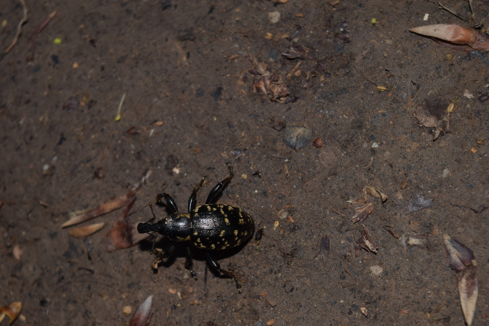 Liparus glabrirostris - közönséges acsalapuormányos