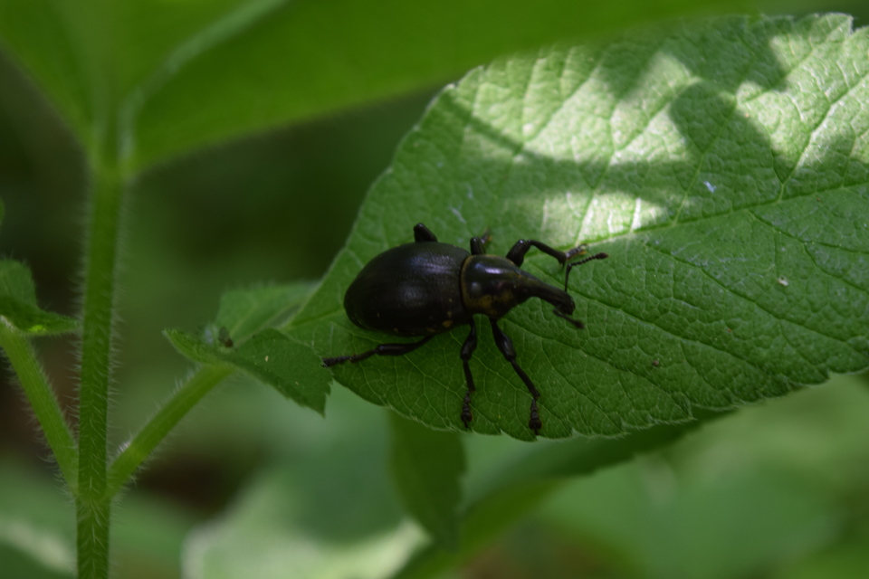 Liparus