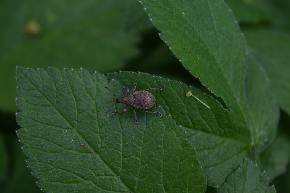 Liophloeus lentus - közönséges barabolyormányos