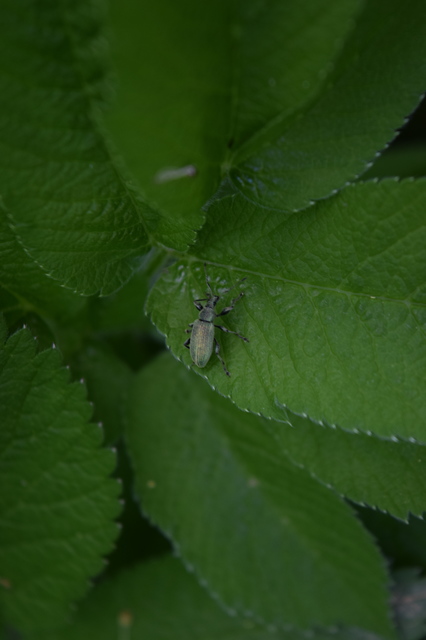 Phyllobius pomaceus - csalán-levélormányos