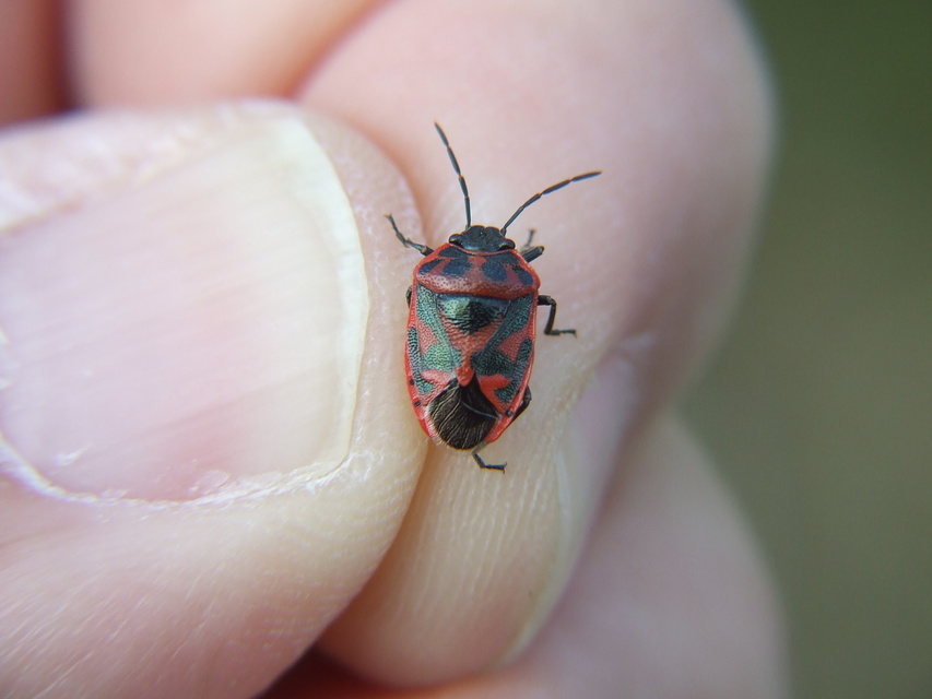 Eurydema ornata - díszespoloska