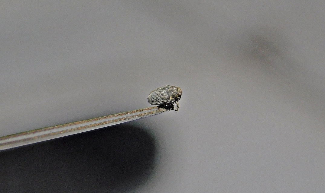 Ceutorhynchus obstrictus - repcebecő-ceutormányos