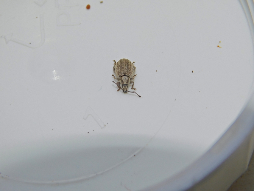 Peritelus familiaris - nagy kendermagbogár