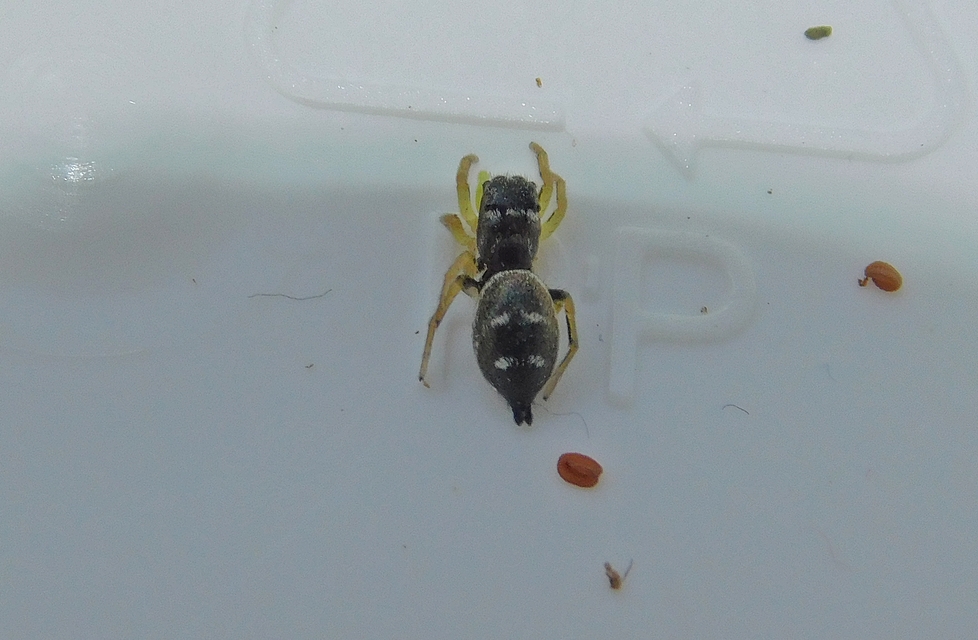 Heliophanus