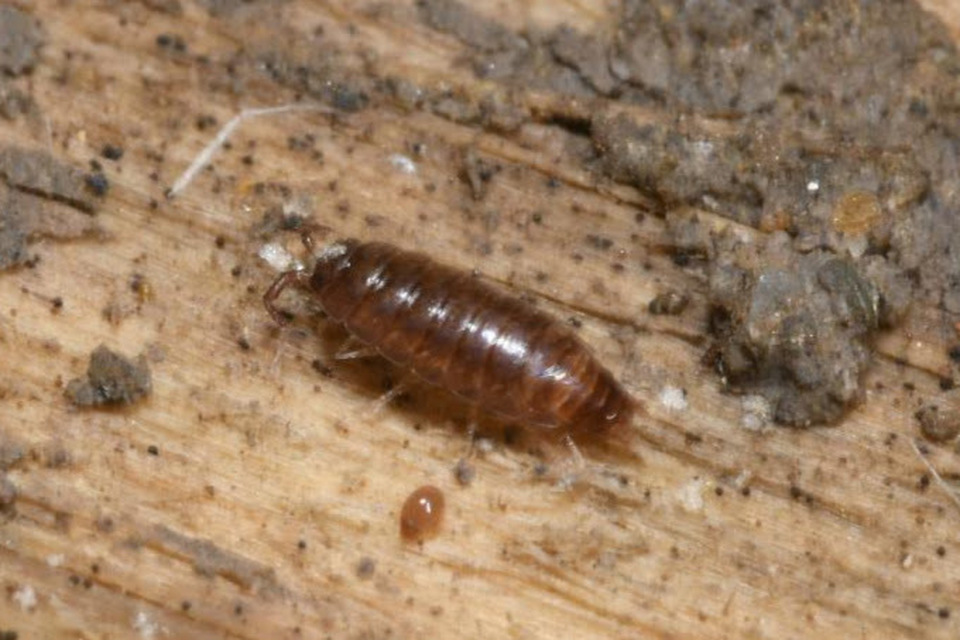 Trichoniscidae Trichoniscidae