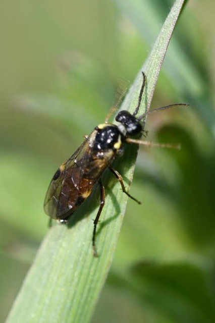 Aglaostigma