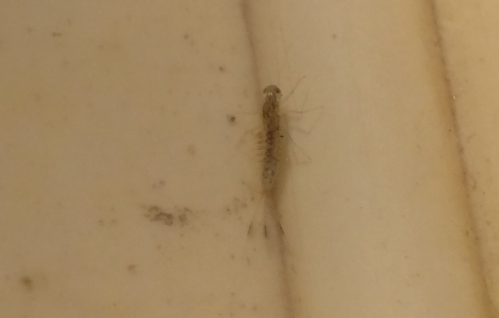 Cloeon dipterum - elevenszülő kérész