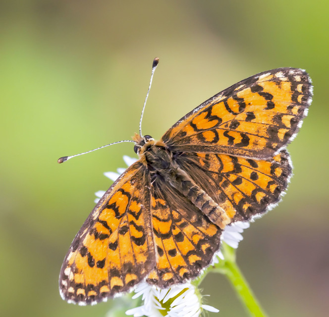 Melitaea trivia - kis tarkalepke