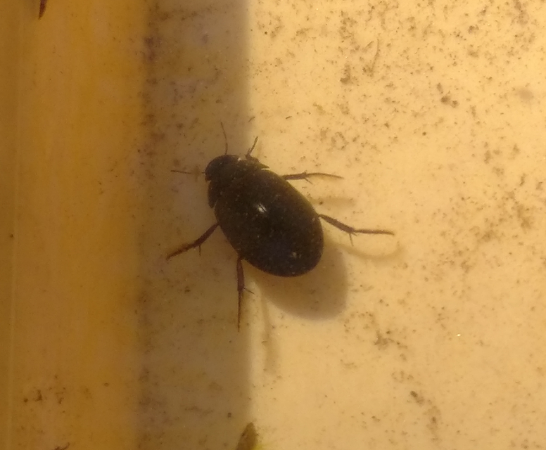 Hydrochara caraboides - kis csibor