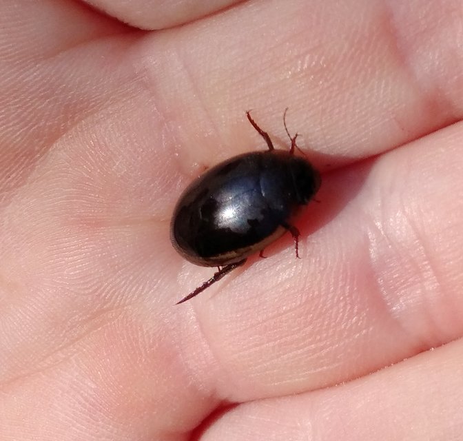 Hydaticus seminiger - fekete mocsáricsíkbogár