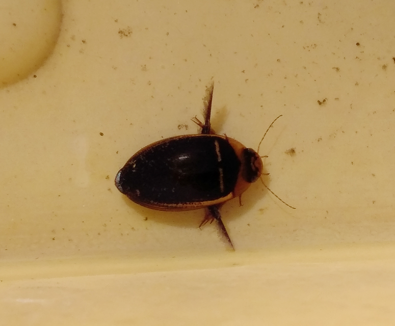 Hydaticus transversalis - harántsávos mocsáricsíkbogár
