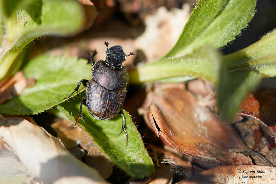 Onthophagus fracticornis - bronzos trágyatúró