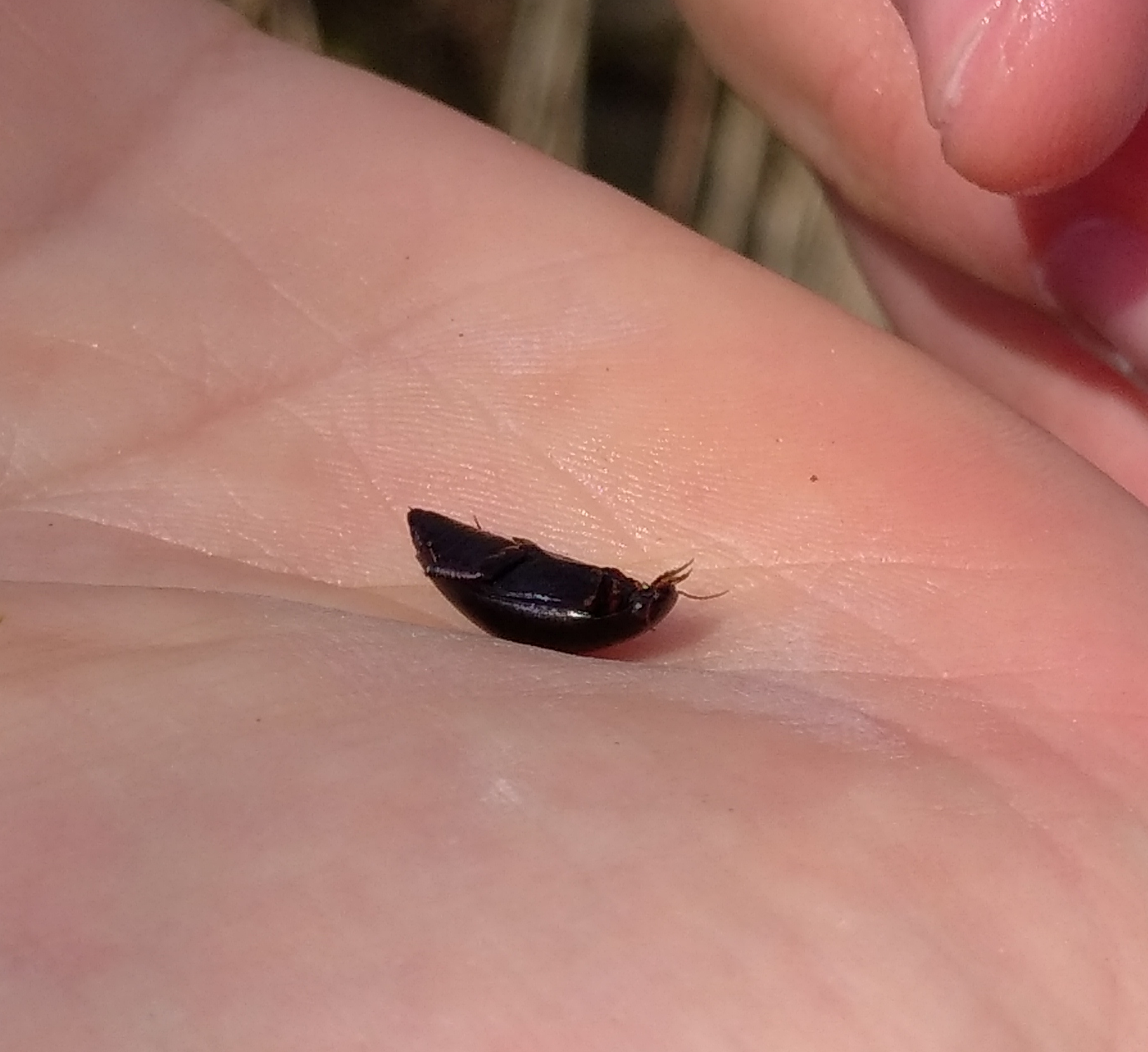 Ilybius quadriguttatus - gyakori orsócsíkbogár