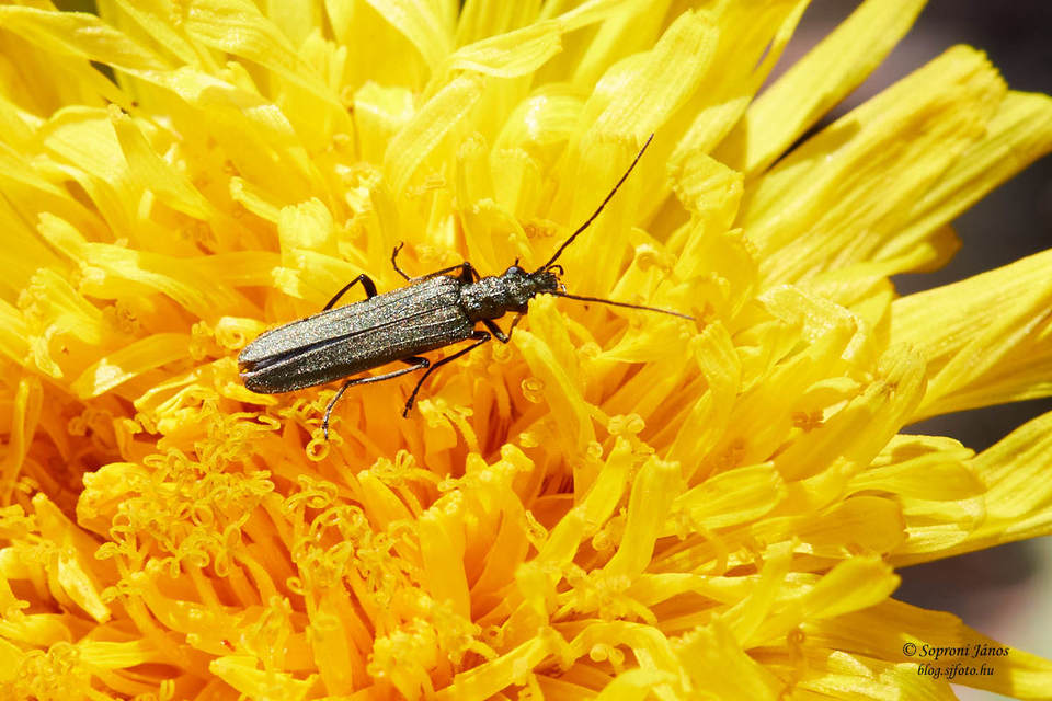 Oedemera
