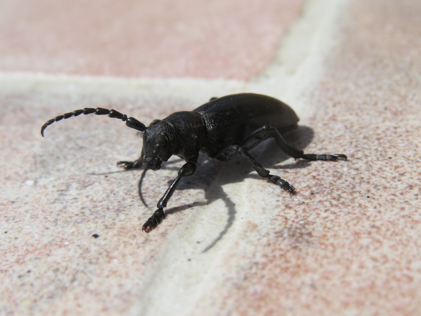 Dorcadion aethiops - fekete gyalogcincér