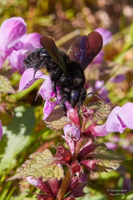 Hymenoptera - Hártyásszárnyúak