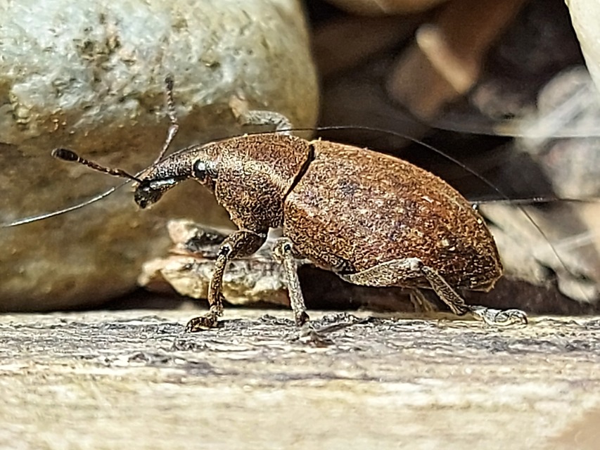 Lepyrus capucinus - pettyes fűzormányos
