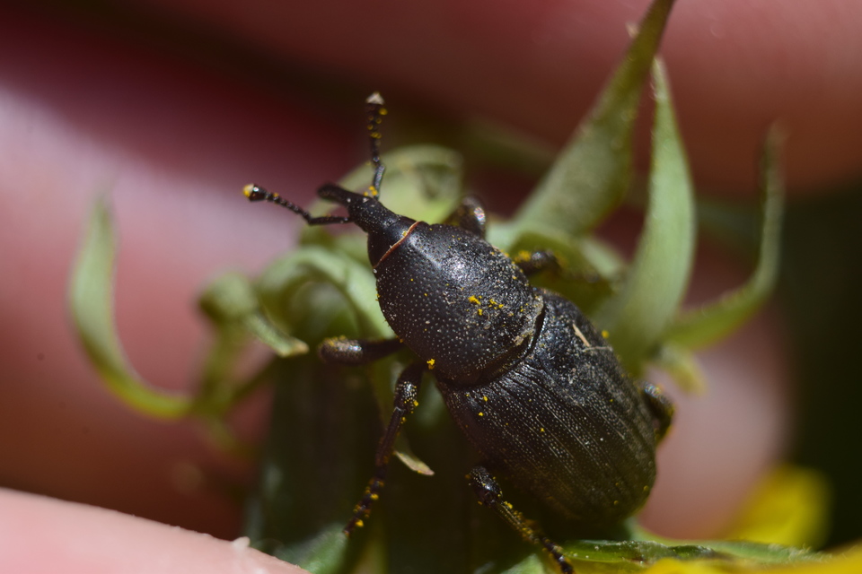 Sphenophorus striatopunctatus - mezei zsuzsok Sphenophorus striatopunctatus - mezei zsuzsok