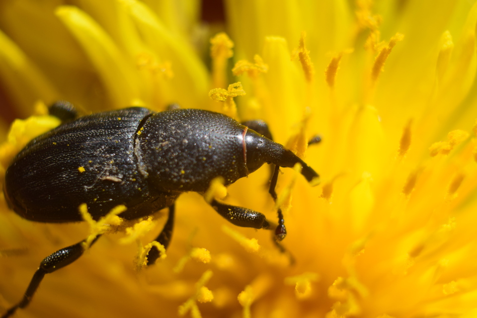 Sphenophorus striatopunctatus - mezei zsuzsok Sphenophorus striatopunctatus - mezei zsuzsok
